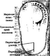 Судьба венозного синуса (образование правого предсердия) - student2.ru