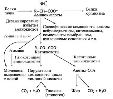 судьба всосавшихся аминокислот - student2.ru