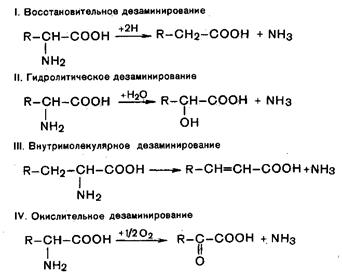 судьба всосавшихся аминокислот - student2.ru