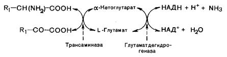 судьба всосавшихся аминокислот - student2.ru