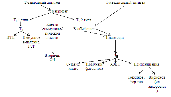 супрессия иммунного ответа. динамика иммунного ответа. первичный и вторичный иммунный ответ. кооперативный механизм действия и регуляции иммунной системы - student2.ru