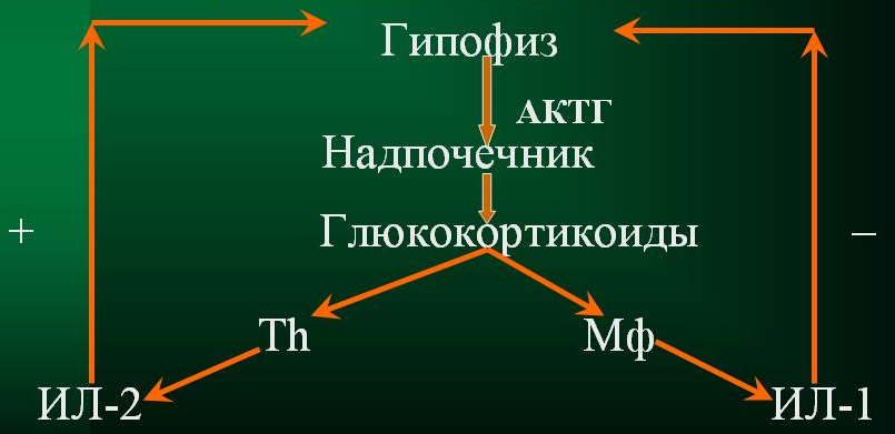 супрессия иммунного ответа. динамика иммунного ответа. первичный и вторичный иммунный ответ. кооперативный механизм действия и регуляции иммунной системы - student2.ru