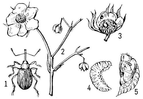 Сурет.Қарлыған қан көбелегі – Zophodia convolutella Zell. - student2.ru