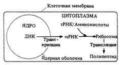 Свойства генетического кода - student2.ru