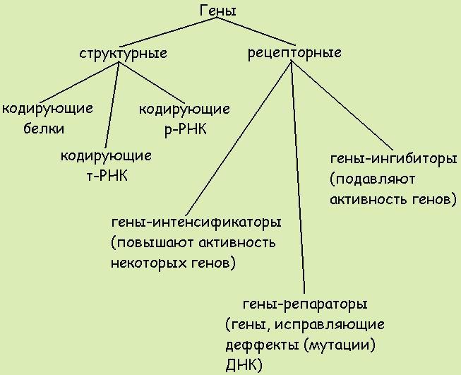Свойства генетического кода - student2.ru