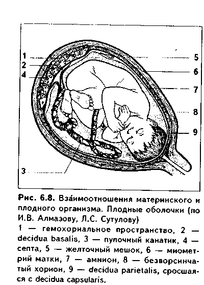 связь зародыша с организмом матери. плацента - student2.ru