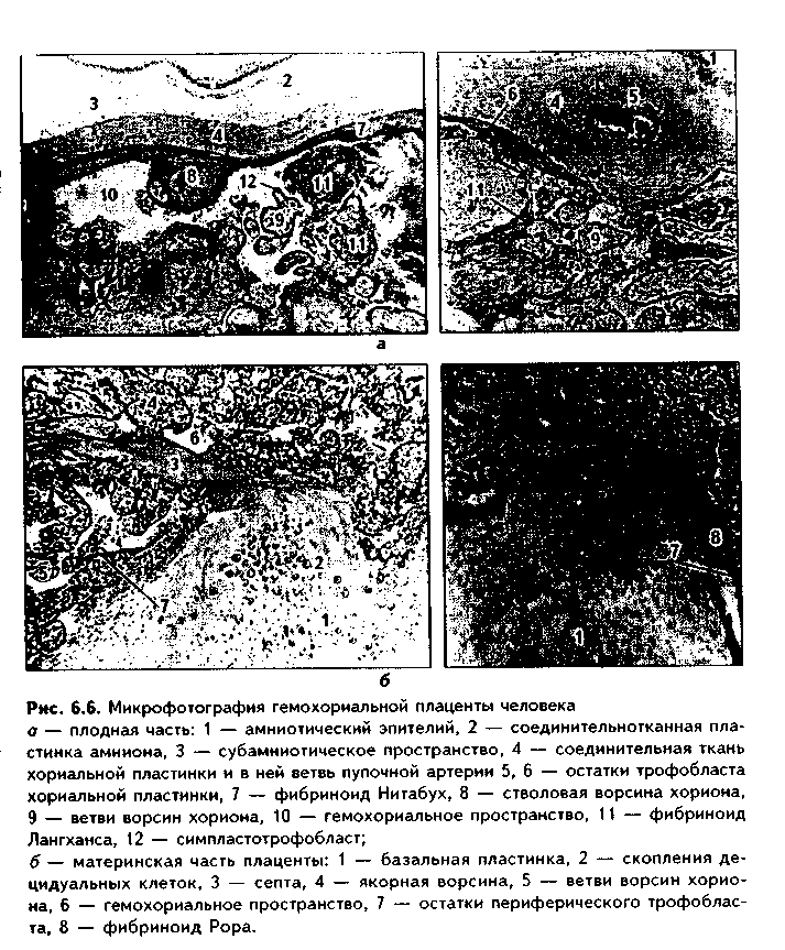 связь зародыша с организмом матери. плацента - student2.ru