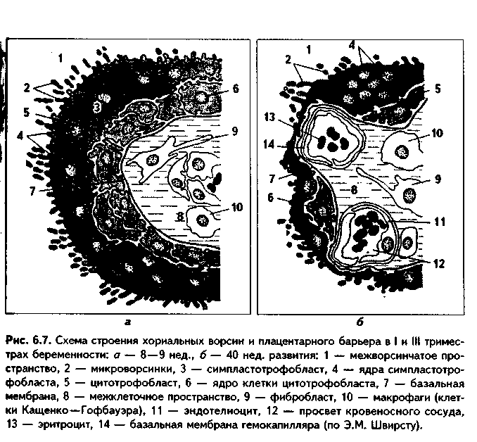 связь зародыша с организмом матери. плацента - student2.ru