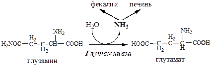 Связывание (обезвреживание) аммиака - student2.ru