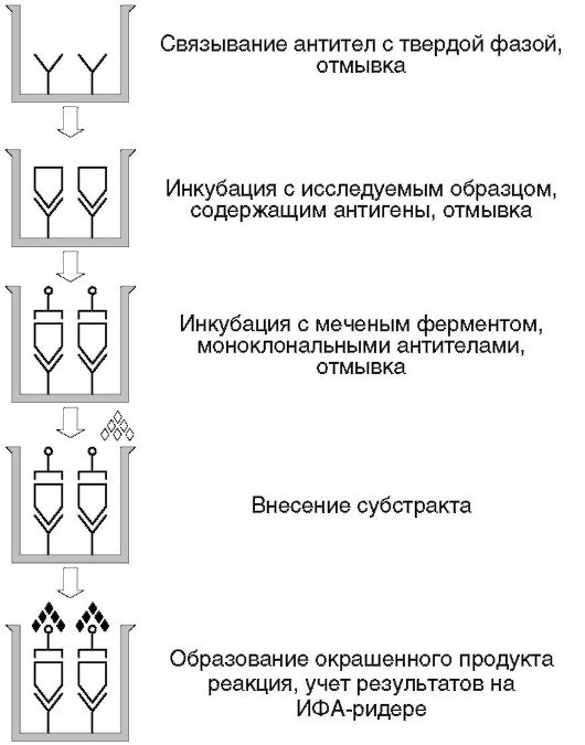 Сэндвич»-ИФА. «Сэндвич»-ИФА (рис. 4.8) разработан для антигенов, на которых есть не менее двух неперекрывающихся эпитопов. Против обоих эпитопов получают в качестве - student2.ru