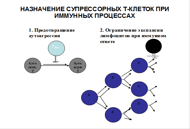 Т-регуляторные (Foxp3-клетки) - student2.ru