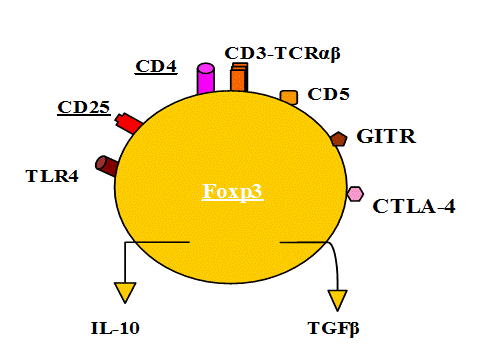 Т-регуляторные (Foxp3-клетки) - student2.ru