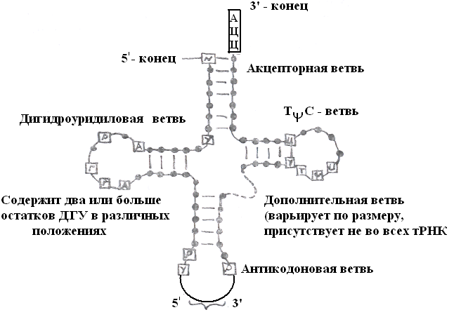 Т – РНҚ, құрылысы, атқаратын рөлі - student2.ru