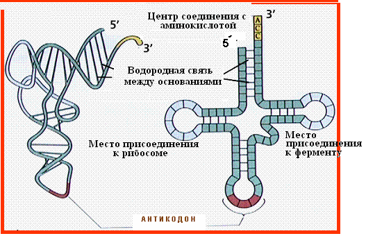 Т – РНҚ, құрылысы, атқаратын рөлі - student2.ru