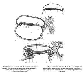 тақырыбы: гаструляция - student2.ru