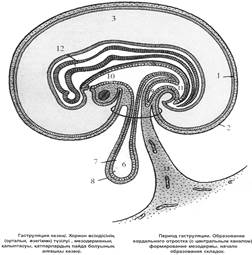 тақырыбы: гаструляция - student2.ru