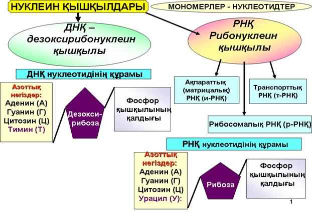 Тақырып: ДНҚ құрылысы және қызметі. - student2.ru