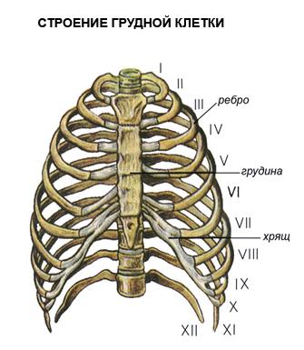 Таким образом, изучение анатомии и физиологии имеет громадное значение для развития правильного научного взгляда на природу человека. - student2.ru