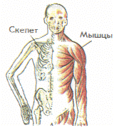 Таким образом, изучение анатомии и физиологии имеет громадное значение для развития правильного научного взгляда на природу человека. - student2.ru