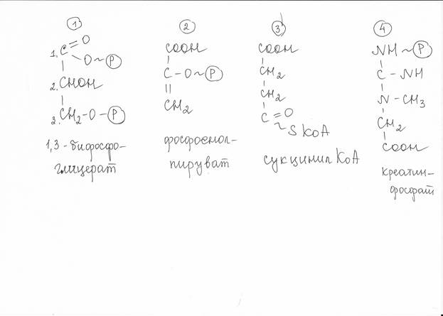 Таким образом, обмен веществ тесно связан с обменом энергии - student2.ru