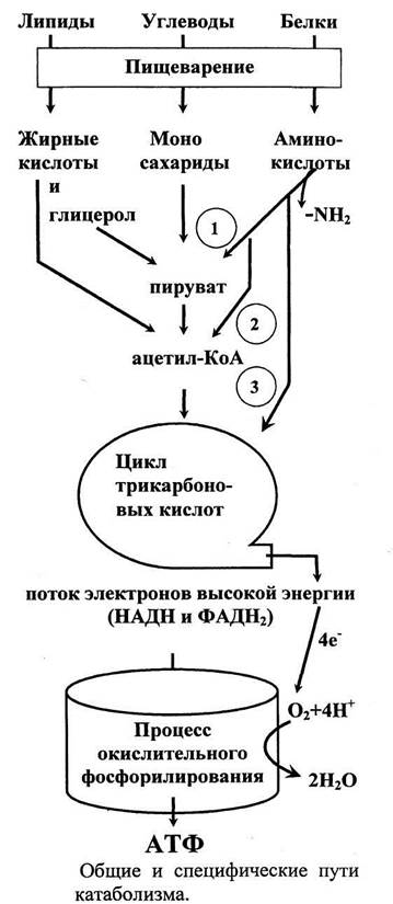 Таким образом, обмен веществ тесно связан с обменом энергии - student2.ru