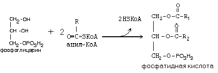 Таким образом, продуктами переваривания жира являются глицерин, жирные кислоты и моноацилглицерины - student2.ru