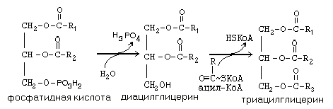 Таким образом, продуктами переваривания жира являются глицерин, жирные кислоты и моноацилглицерины - student2.ru