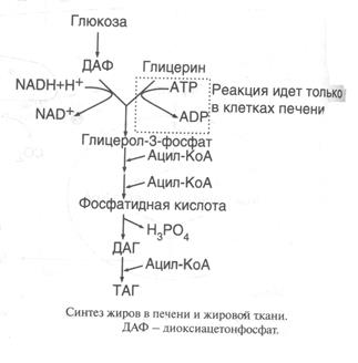 Таким образом, продуктами переваривания жира являются глицерин, жирные кислоты и моноацилглицерины - student2.ru