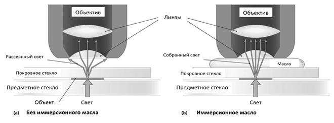 Техника исследования с помощью микроскопа - student2.ru