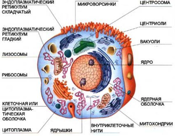 Тема 1.1. Химическая организация клетки - student2.ru