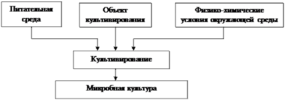 Тема 3. Основы культивирования микроорганизмов - student2.ru