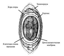 Тема 8. Покоящиеся формы бактерий. Типы размножения бактерий - student2.ru