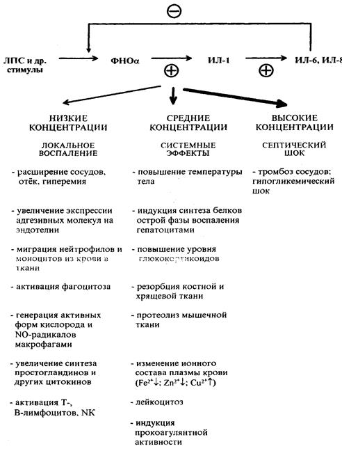 тема: гормоны и медиаторы иммунной системы. их роль в иммунном ответе - student2.ru