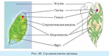 Тема: Одноклеточные организмы, способные к фотосинтезу: эвглена зеленая, хламидомонада и хлорелла - student2.ru