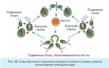 Тема: Одноклеточные организмы, способные к фотосинтезу: эвглена зеленая, хламидомонада и хлорелла - student2.ru