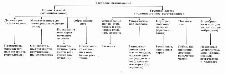 Тема. Половое и бесполое размножение - student2.ru