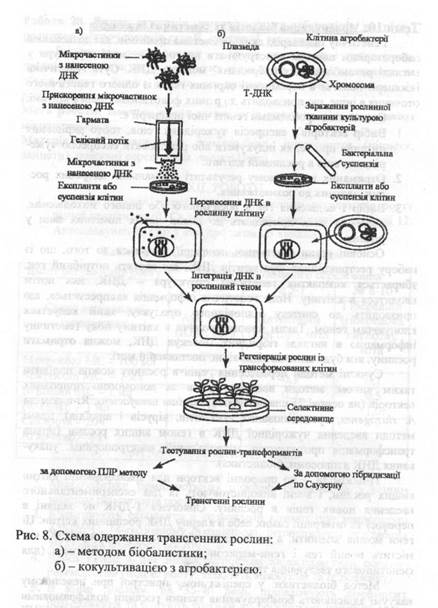 Тема: Приготування поживного середовища для культивування Agrobacterium tumefaciens - student2.ru
