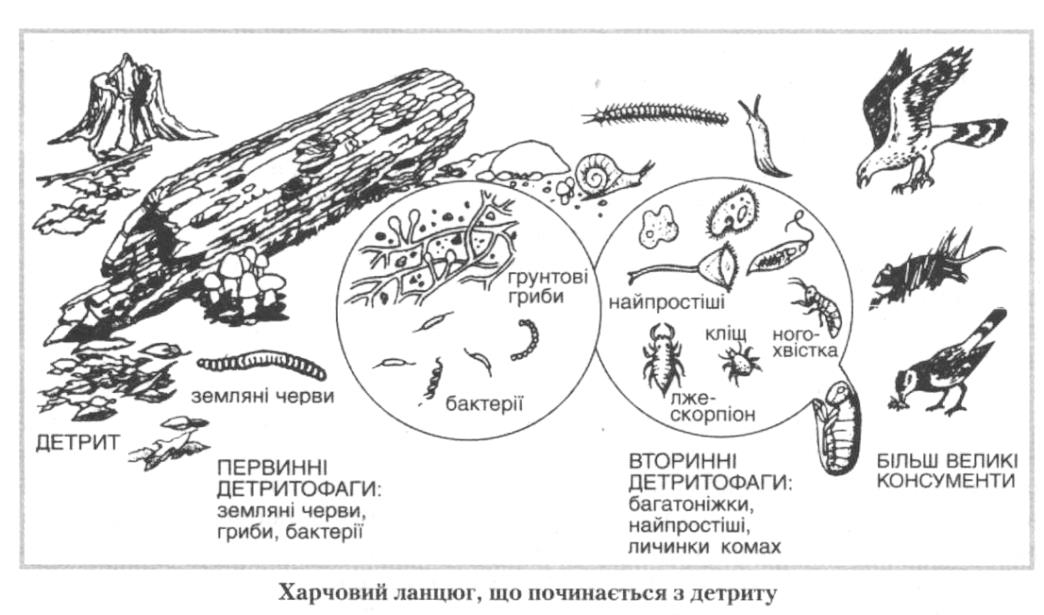 Тема: РОЗВ’ЯЗАННЯ ЗАДАЧ З ЕКОЛОГІЇ - student2.ru