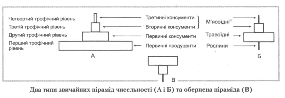 Тема: РОЗВ’ЯЗАННЯ ЗАДАЧ З ЕКОЛОГІЇ - student2.ru