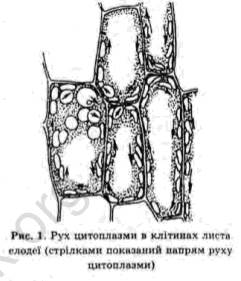 Тема: Рух цитоплазми в клітинах елодеї і валіснерії - student2.ru
