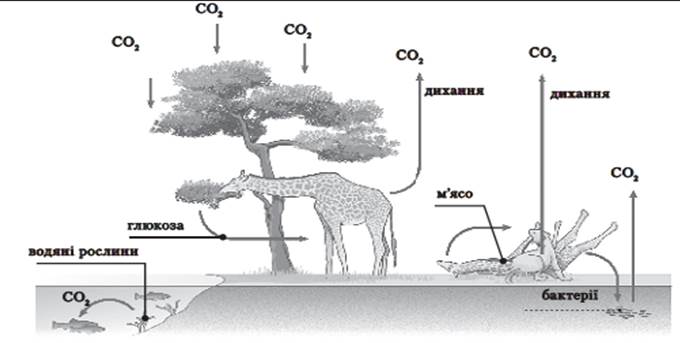 Тема. Складання схем колообігу речовин у екосистемах - student2.ru