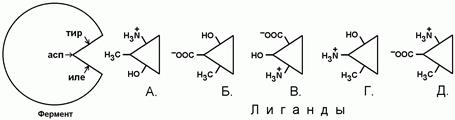 Тема: структурно-функциональная организация ферментов. Регуляция активности ферментов - student2.ru