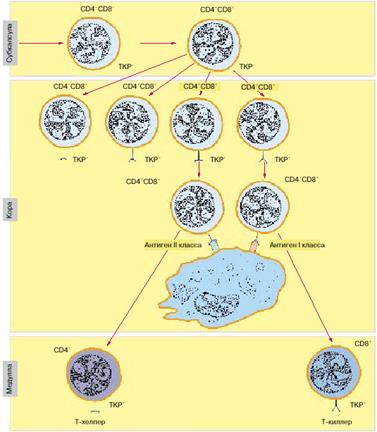 тема: т-лимфоциты: основные этапы - student2.ru