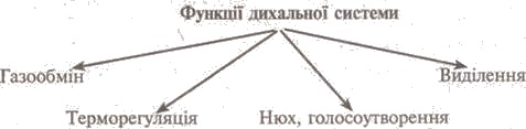 Тема: Значення дихання. Будови і функції органів дихання - student2.ru