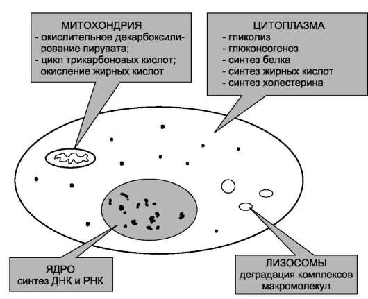 Темы для реферативных сообщений - student2.ru