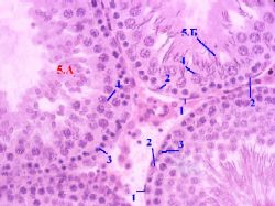 Теперь рассмотрим семенные и семявыносящие канальцы подробней - student2.ru