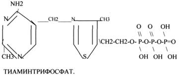 ТИАМИНОВЫЕ КОФЕРМЕНТЫ содержат в своём составе витамин В1 (ТИАМИН) - student2.ru