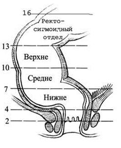 Тік ішектің клиникалық анатомиясы - student2.ru