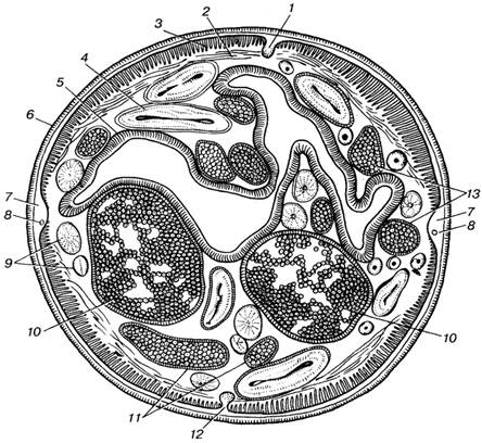 Тип Первичнополостные черви, класс Круглые черви - student2.ru