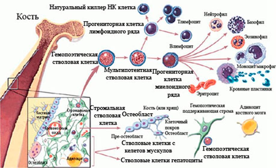 Типы клеток по характеру их дифференцировки - student2.ru